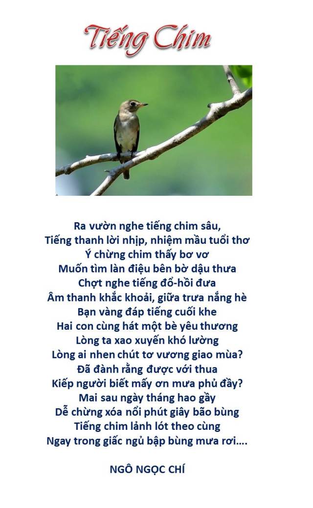 Tiếng Chim_ NNC