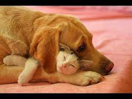 This image has an empty alt attribute; its file name is cho-va-meo.jpg