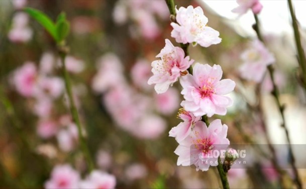 This image has an empty alt attribute; its file name is hoa-xuan.jpg