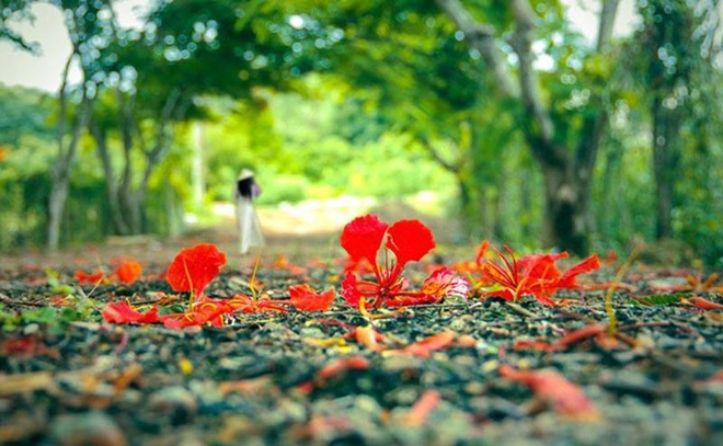 anh-dep-ve-hoa-phuong_105011351